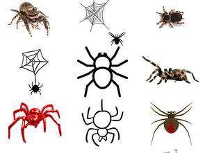 欧美蜘蛛装扮图片高清,高清图片解析时尚与个性的完美融合